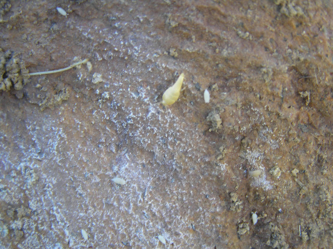 Tricholepisma aurea